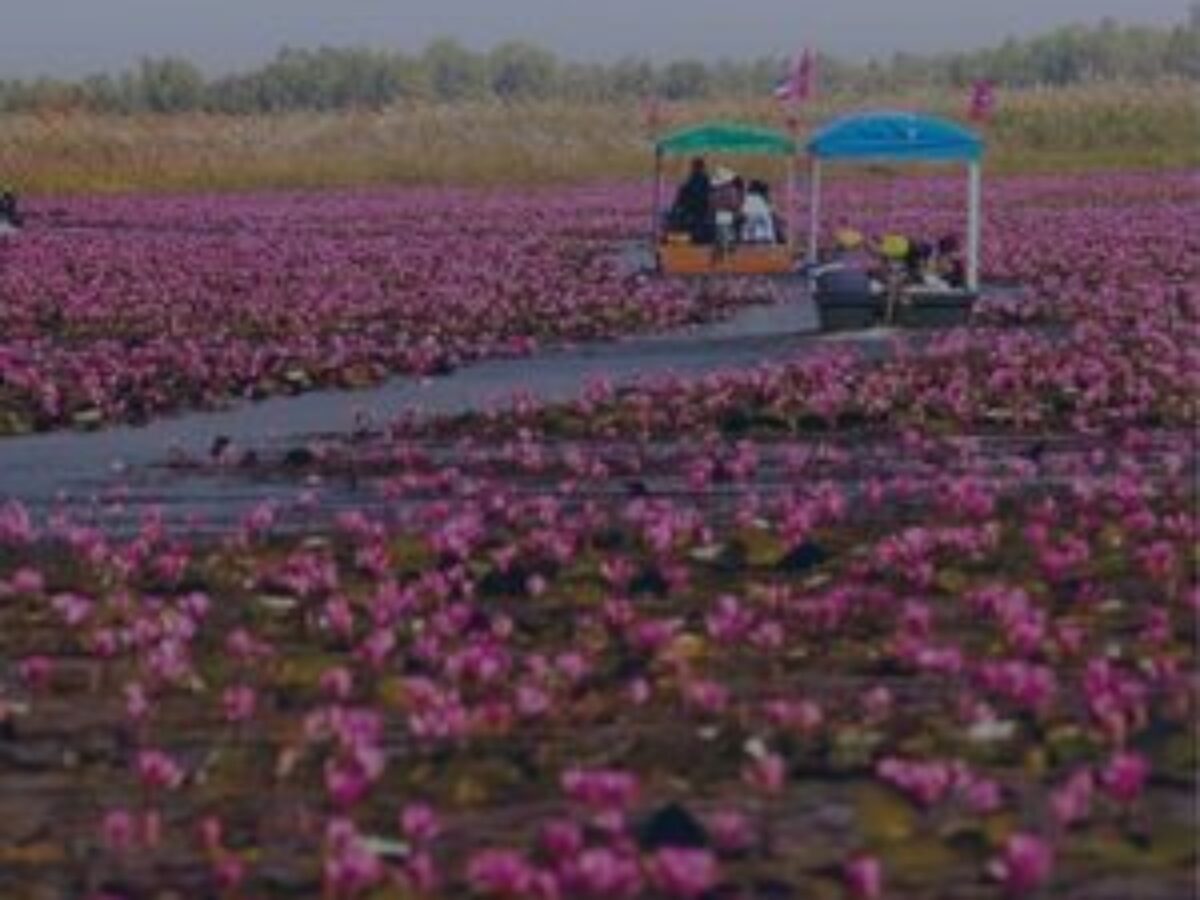 In Thailandia c'è un incredibile lago ricoperto di fiori di loto